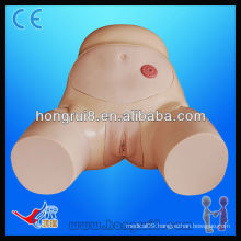 ISO Advanced Female Urethral Catheterization Model